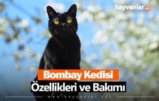 Bombay Kedisi