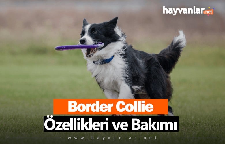 Border Collie
