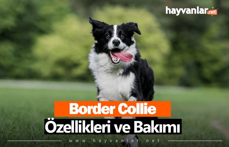 Border Collie