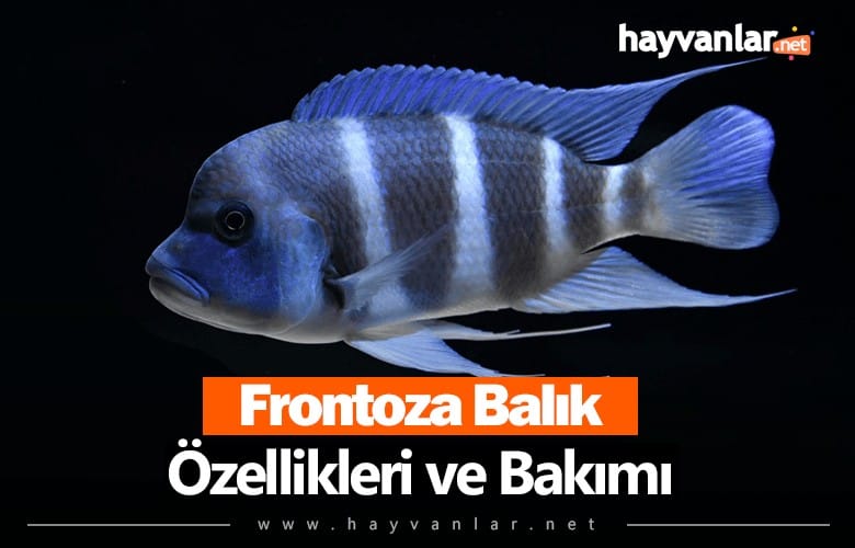 Frontoza Balık