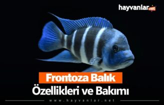 Frontoza Balık