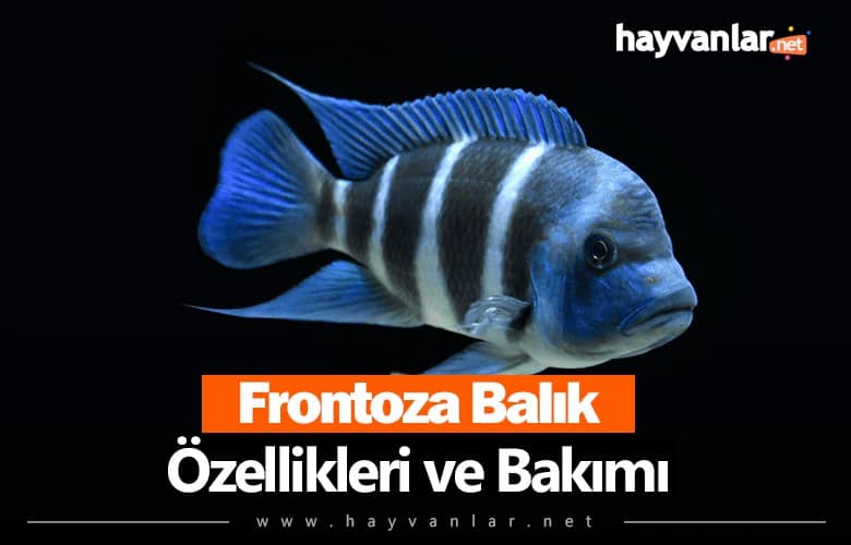 Frontoza Balık