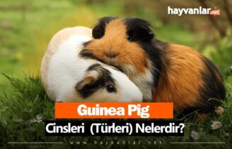 Guinea Pig Cinsleri
