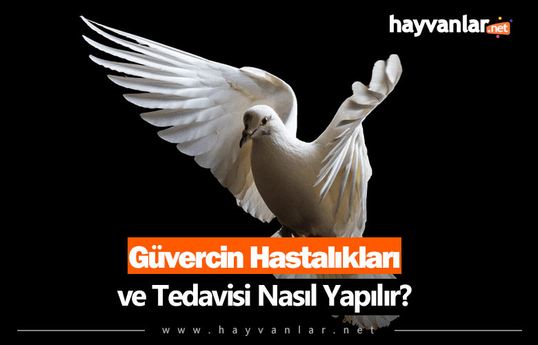 Güvercin Hastalıkları