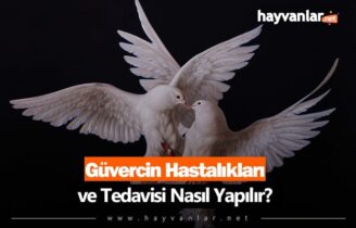 Güvercin Hastalıkları
