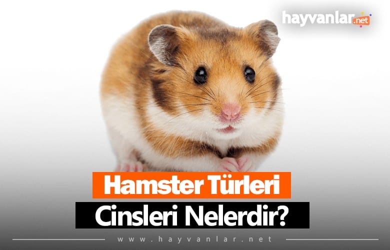 Hamster Türleri