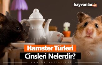 Hamster Türleri