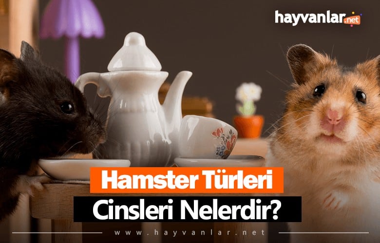 Hamster Türleri