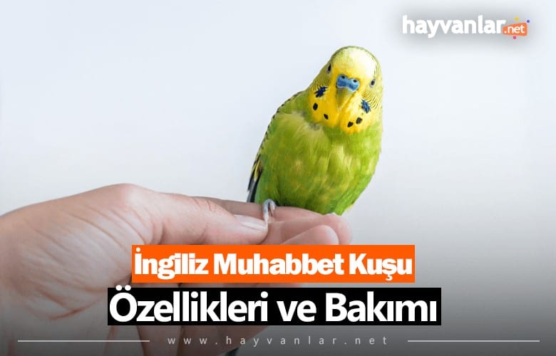 İngiliz Muhabbet Kuşu