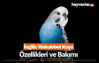 İngiliz Muhabbet Kuşu