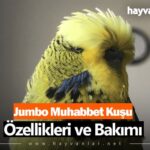Jumbo Muhabbet Kuşu
