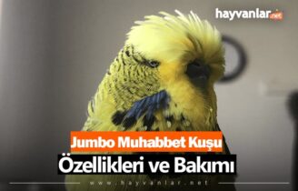 Jumbo Muhabbet Kuşu