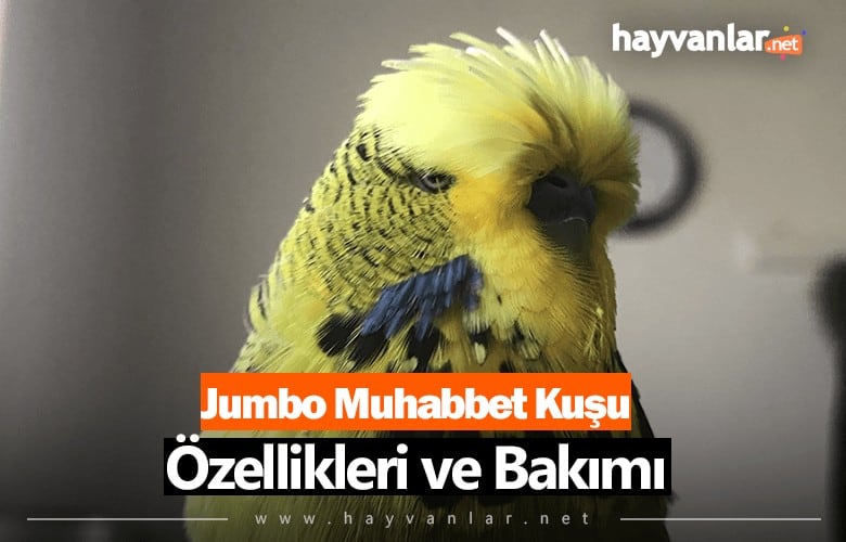 Jumbo Muhabbet Kuşu