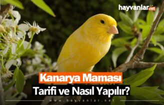 Kanarya Maması