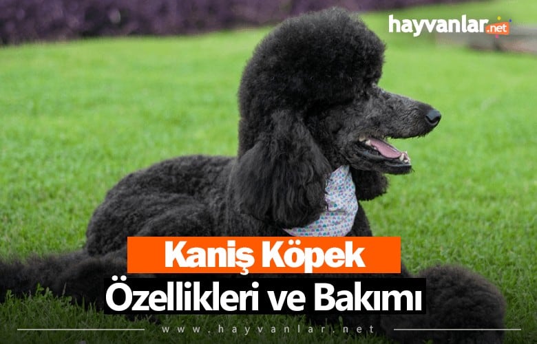 Kaniş Köpek