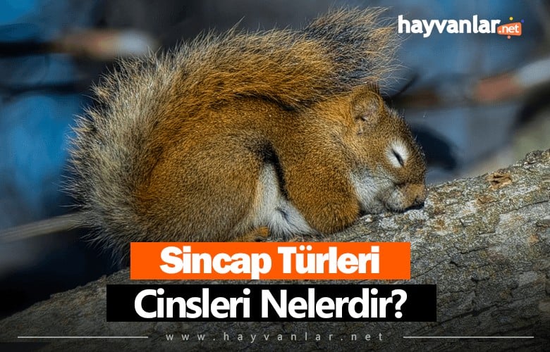 Sincap Türleri