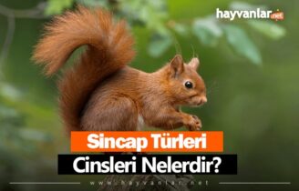 Sincap Türleri