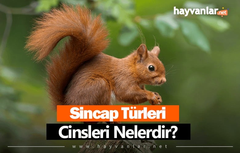 Sincap Türleri