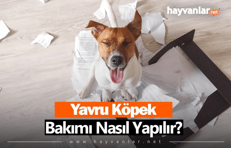 Yavru Köpek