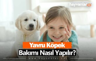 Yavru Köpek