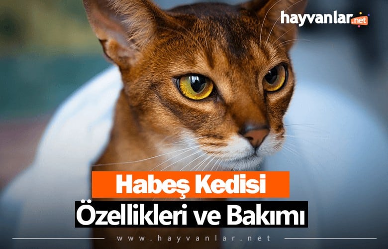 Habeş Kedisi