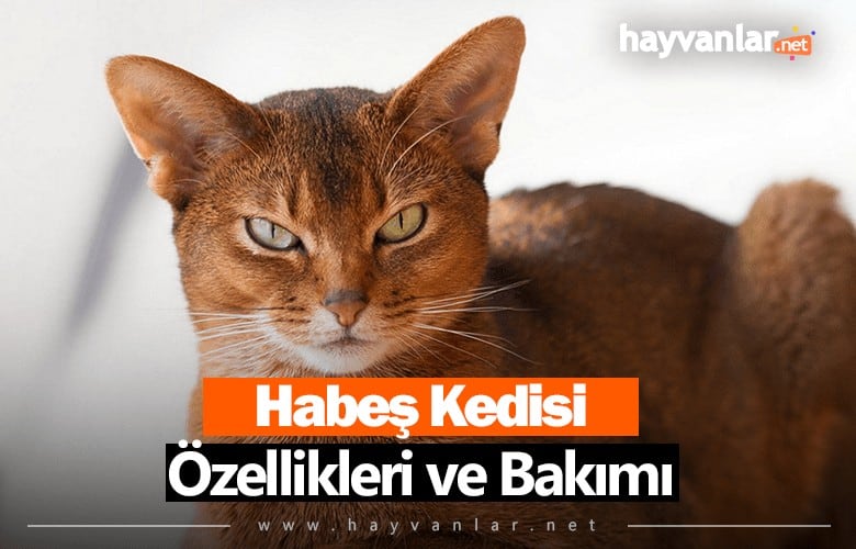 Habeş Kedisi