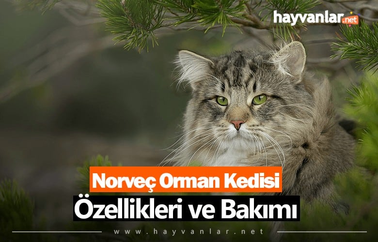 Norveç Orman Kedisi