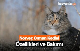Norveç Orman Kedisi