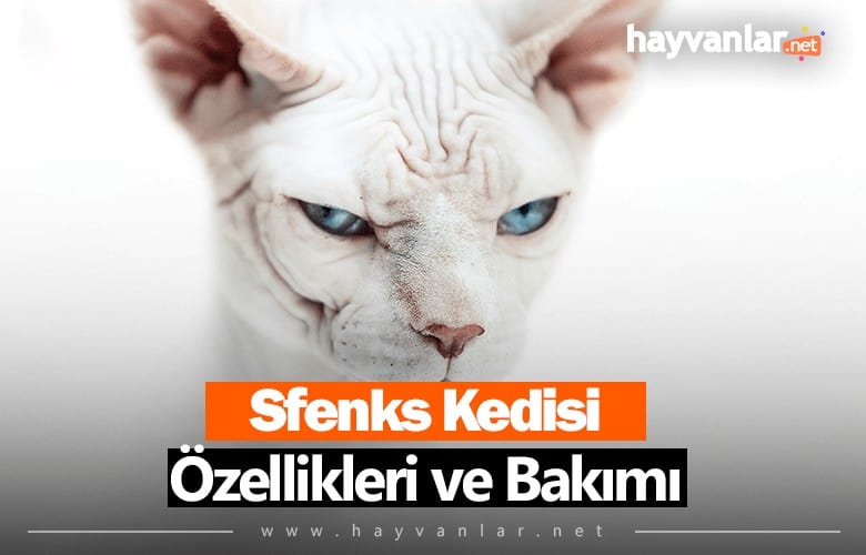 Sfenks Kedisi
