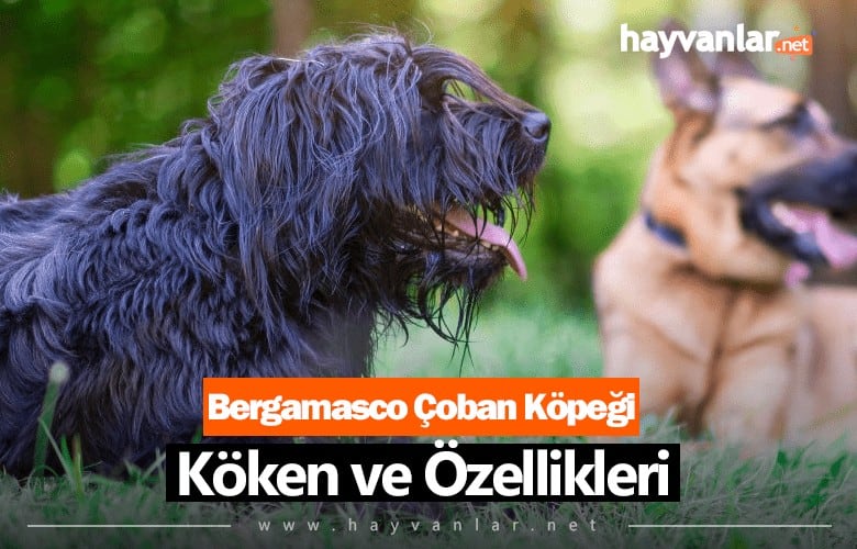 Bergamasco Çoban Köpeği