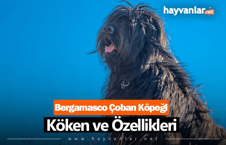 Bergamasco Çoban Köpeği