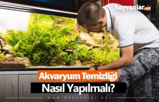 Akvaryum Temizliği