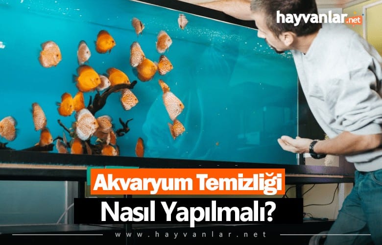 Akvaryum Temizliği