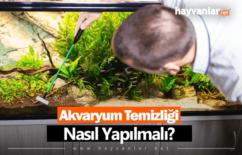 Akvaryum Temizliği