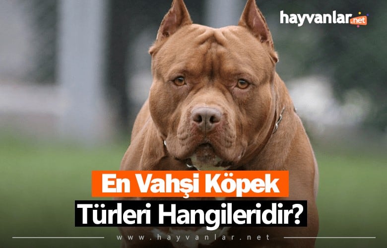 En Vahşi Köpek Türleri