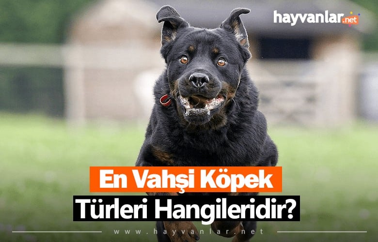 En Vahşi Köpek Türleri