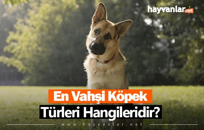 En Vahşi Köpek Türleri