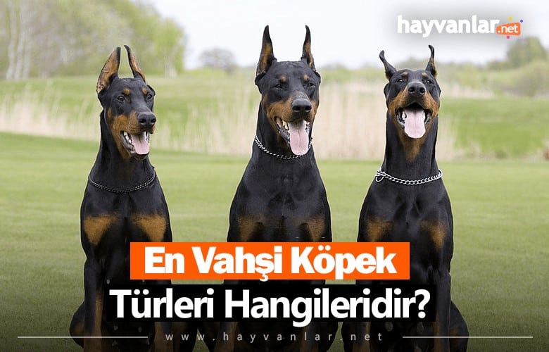 En Vahşi Köpek Türleri