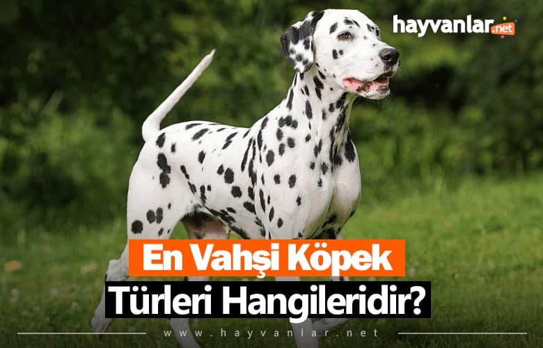 En Vahşi Köpek Türleri