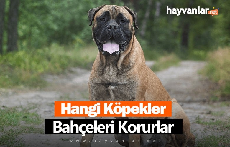 Hangi Köpekler Bahçe Korur