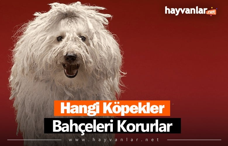 Hangi Köpekler Bahçe Korur