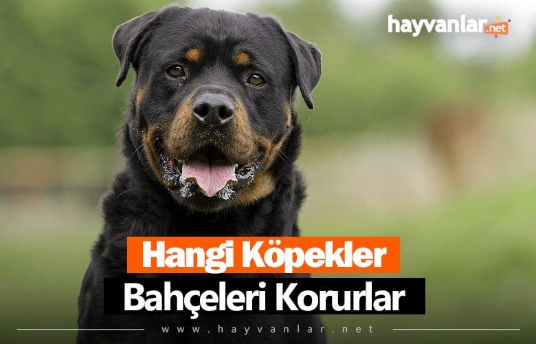 Hangi Köpekler Bahçe Korur