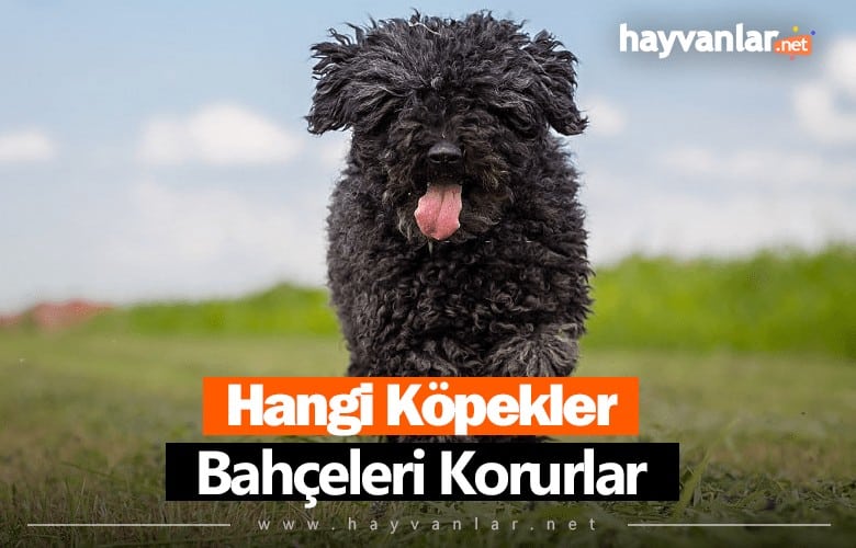 Hangi Köpekler Bahçe Korur
