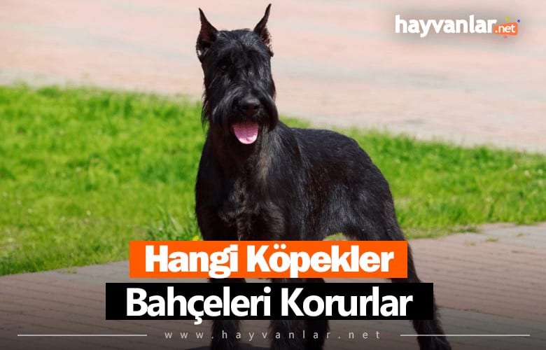 Hangi Köpekler Bahçe Korur