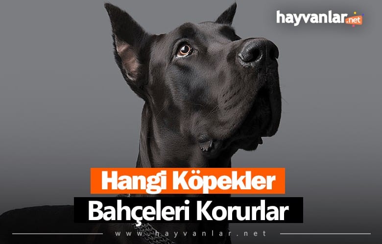 Hangi Köpekler Bahçe Korur