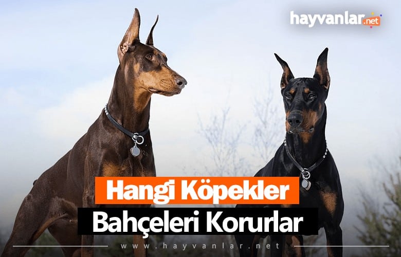 Hangi Köpekler Bahçe Korur