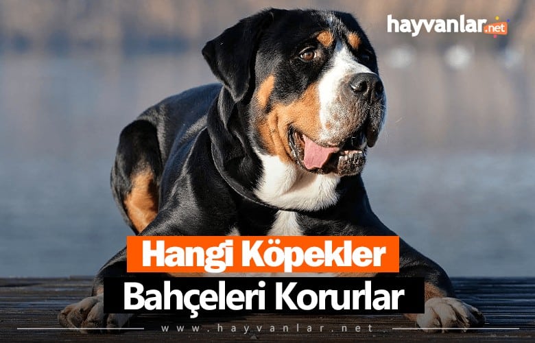 Hangi Köpekler Bahçe Korur
