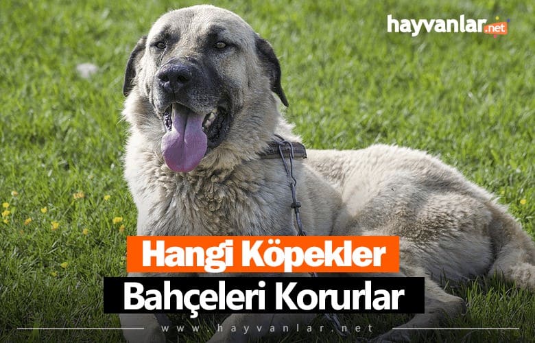 Hangi Köpekler Bahçe Korur