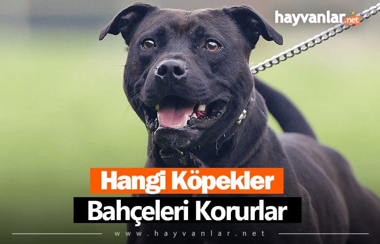 Hangi Köpekler Bahçe Korur