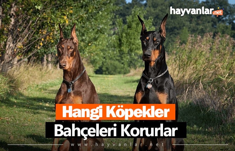 Bahçe Koruyan Köpekler